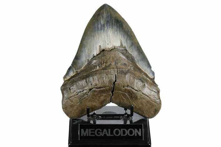 Serrated, Fossil Megalodon Tooth - Colorful Enamel #180938